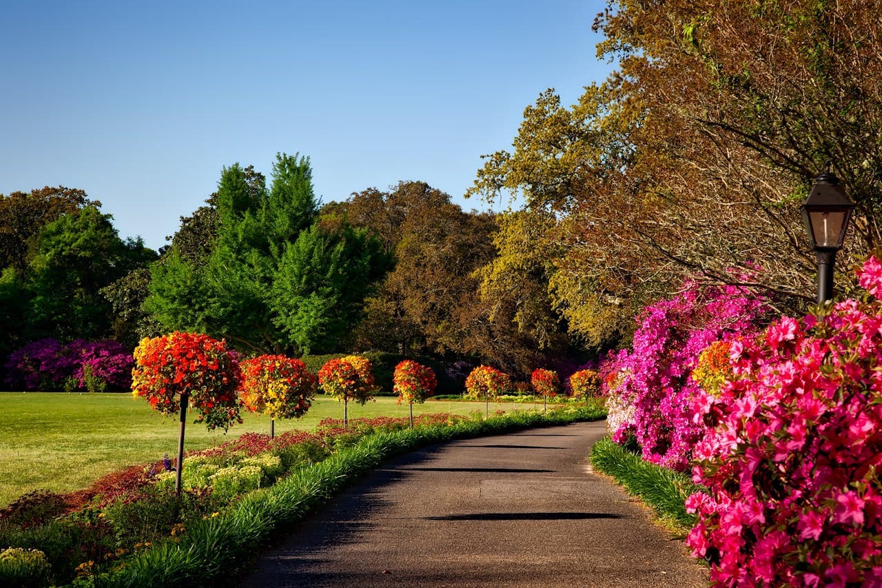 Garden pathway lined with flowering plants