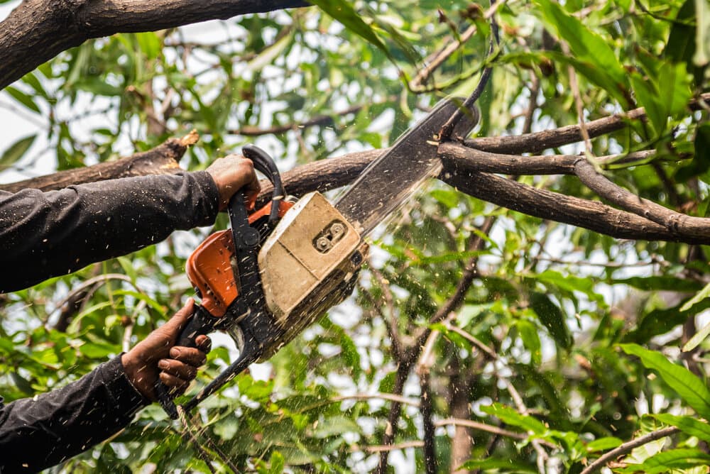 Tree trimming in progress on a rural property